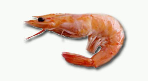 schrimp2