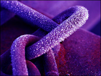 cold_chain